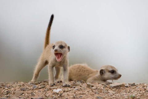 Framed Namibia, Keetmanshoop, Meerkat, mongoose, Namib Desert Print