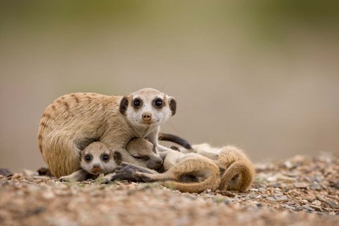 Framed Namibia, Keetmanshoop, Meerkats, Namib Desert Print