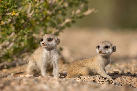 Framed Namibia, Keetmanshoop, Namib Desert, Meerkats lying Print