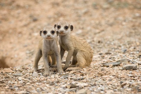 Framed Namibia, Keetmanshoop, Meerkat, Namib Desert, Mongoose Print