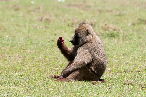 Framed Olive Baboon, Papio anubis, Maasai Mara, Kenya. Print