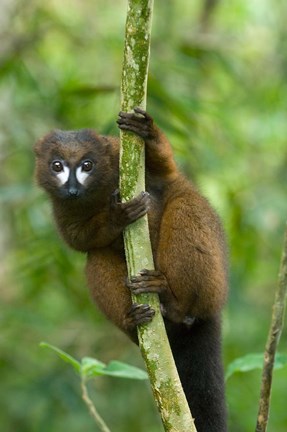 Framed Primate, Red-bellied Lemur, Mantadia NP, Madagascar Print