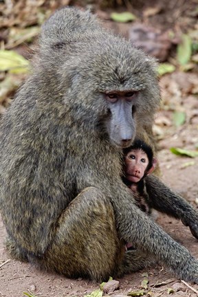 Framed Olive baboon, Lake Manyara National Park, Tanzania Print