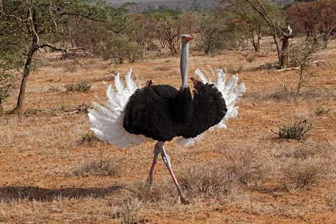 Framed Ostrich bird, Samburu National Game Reserve, Kenya Print