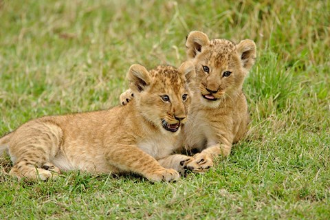 Framed Pair of lion cubs playing, Masai Mara Game Reserve, Kenya Print