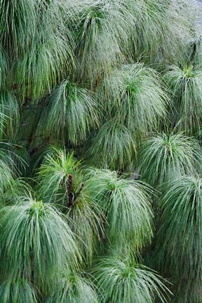 Framed Pine Needles Pattern, Bhutan Print