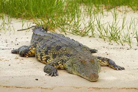 Framed Nile crocodile, Chobe River, Chobe NP, Kasane, Botswana, Africa Print