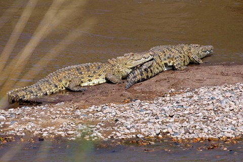 Framed Nile Crocodiles on the banks of the Mara River, Maasai Mara, Kenya, Africa Print