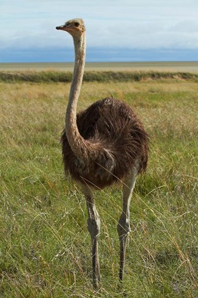 Framed Ostrich, Etosha National Park, Namibia Print