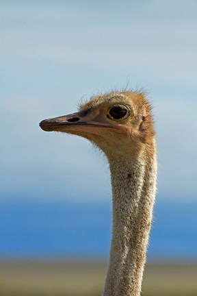 Framed Ostrich, Struthio camelus, Etosha NP, Namibia, Africa. Print