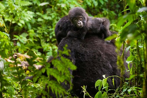 Framed Gorilla carrying baby, Volcanoes National Park, Rwanda Print