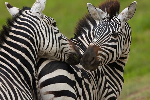 Framed Plains zebras, Ngorongoro Conservation Area, Tanzania Print