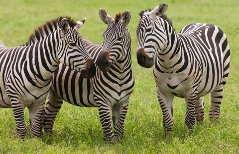 Framed Three Plains zebras, Tanzania Print