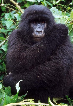 Framed Mountain Gorilla preening, Group 11, Rwanda Print