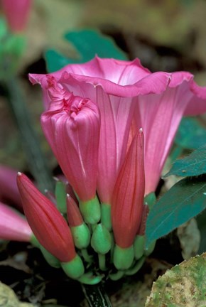 Framed Pink Flower with buds, Gombe National Park, Tanzania Print