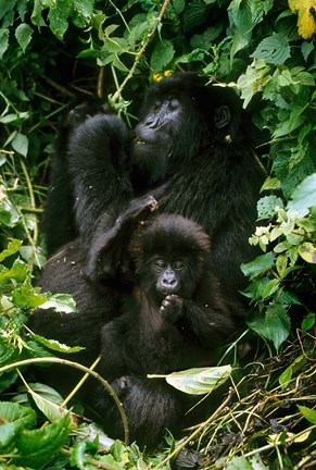 Framed Mountain Gorillas, Parc N. Volcans, Rwanda Print