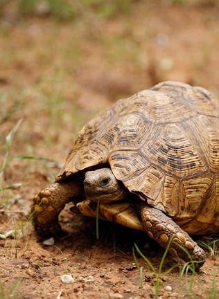 Framed Mountain tortoise, Mkuze Game Reserve, South Africa Print