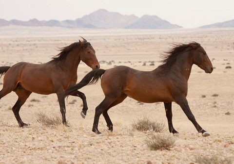 Framed Namibia, Aus, Wild horses in Namib Desert Print