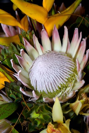 Framed Queen Protea, Kwazulu Natal, South Africa Print
