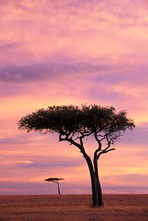 Framed Pair of Accasia Trees at dawn, Masai Mara, Kenya Print