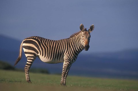 Framed Rare Cape Mountain Zebra, South Africa Print