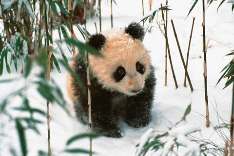 Framed Panda Cub on Snow, Wolong, Sichuan, China Print