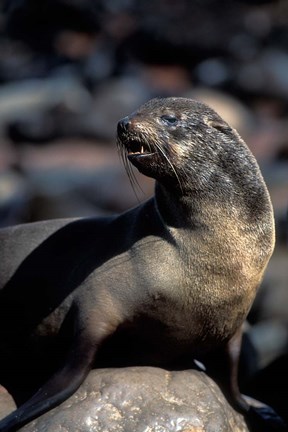Framed Namibia, Cape Cross Seal Reserve, Fur Seal Print