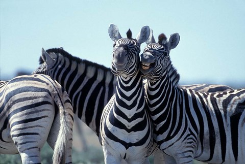Framed Plains Zebra Side By Side, Etosha National Park, Namibia Print