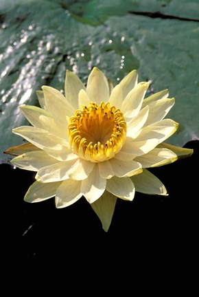 Framed Night Lily, Okavango Delta, Botswana Print