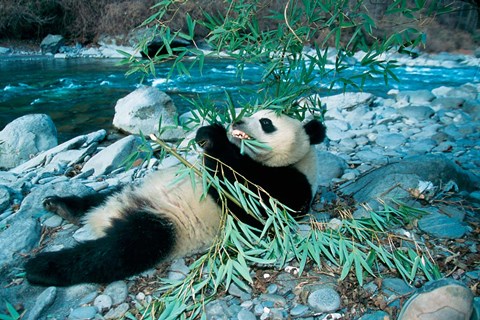 Framed Panda Eating Bamboo by Riverbank, Wolong, Sichuan, China Print