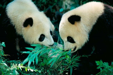 Framed Pandas Eating Bamboo, Wolong, Sichuan, China Print