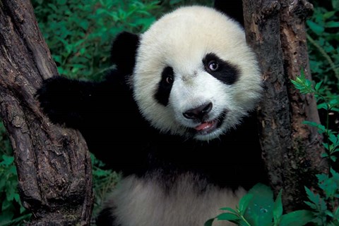 Framed Panda Cub with Tree, Wolong, Sichuan Province, China Print