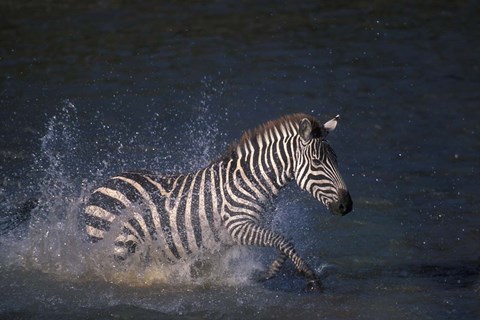 Framed Plains Zebras Splash Through Mara River, Masai Mara Game Reserve, Kenya Print