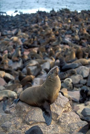 Framed Namibia, Cape Cross Seal Reserve, Fur Seals on shore Print