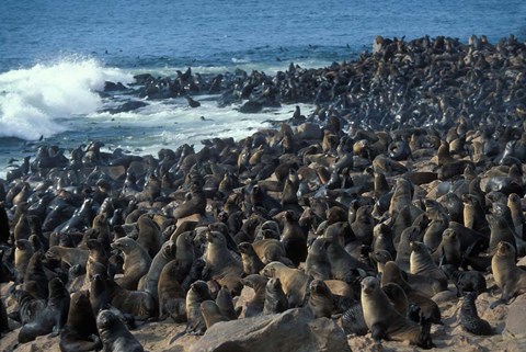 Framed Namibia, Cape Cross Seal Reserve, Group of Fur Seals Print