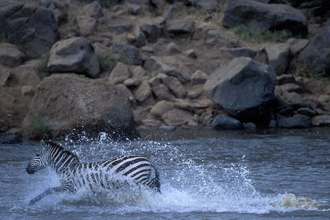 Framed Plains Zebra Crossing Mara River, Serengeti Migration, Masai Mara Game Reserve, Kenya Print