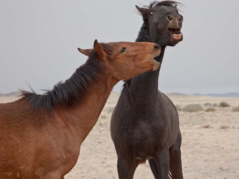 Framed Namibia, Garub. Herd of feral horses playing Print