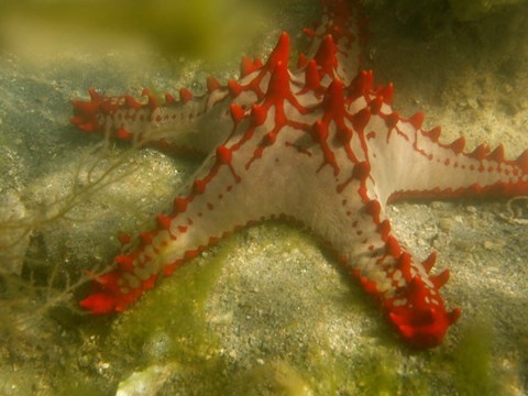 Framed Red Knobbed Starfish, Madagascar, Africa Print