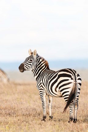 Framed Plains zebra or common zebra in Solio Game Reserve, Kenya, Africa. Print