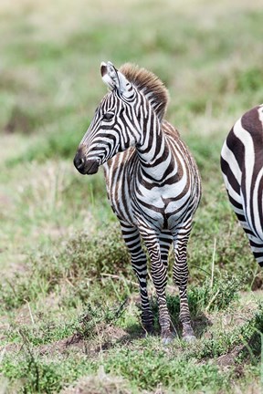 Framed Plains zebra, Maasai Mara, Kenya Print