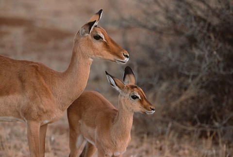 Framed Mother and Young Impala, Kenya Print