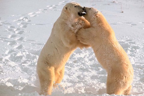 Framed Polar Bears Sparring on Frozen Tundra of Hudson Bay, Churchill, Manitoba Print