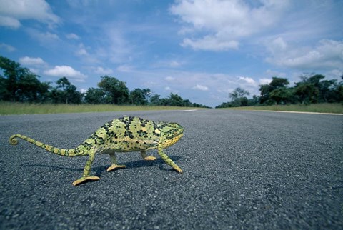 Framed Namibia, Caprivi Strip, Flap-necked Chameleon lizard crossing the road Print
