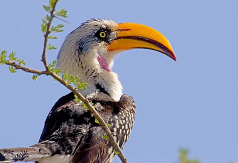 Framed Profile of yellow-billed hornbill bird, Kenya Print