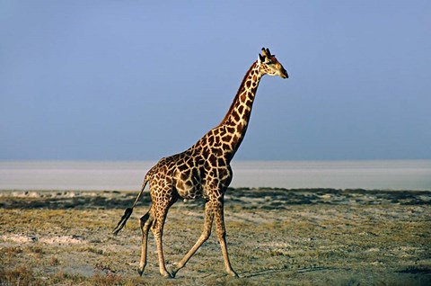 Framed Namibia, Etosha NP, Angolan Giraffe with salt pan Print