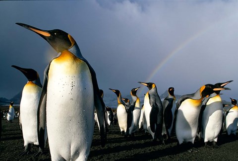 Framed Rainbow Above Colony of King Penguins, Saint Andrews Bay, South Georgia Island, Sub-Antarctica Print