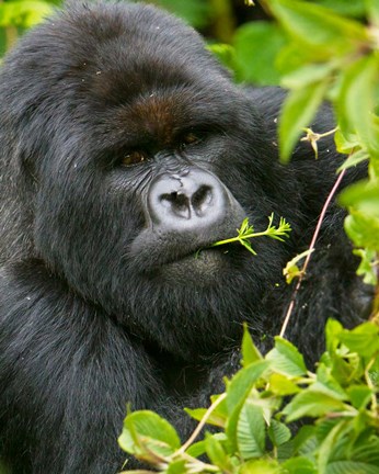 Framed Rwanda, Silverback Mtn Gorilla, Volcanoes NP Print