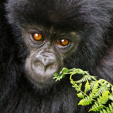 Framed Rwanda, Volcanoes NP, Mountain Gorilla Staring Print