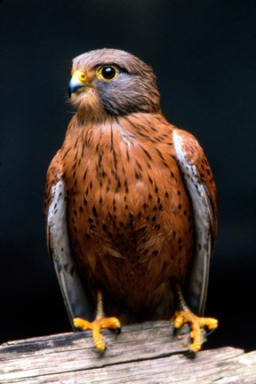 Framed Rock Kestrel Portrait, Cape Town, South Africa Print