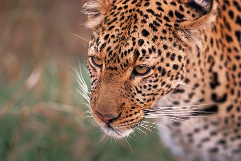 Framed Samburu Leopard, Kenya Print